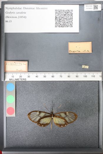 Media type: image;   Entomology 106803